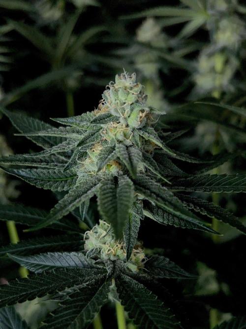 Rebel Grown in My Town. Week 11
