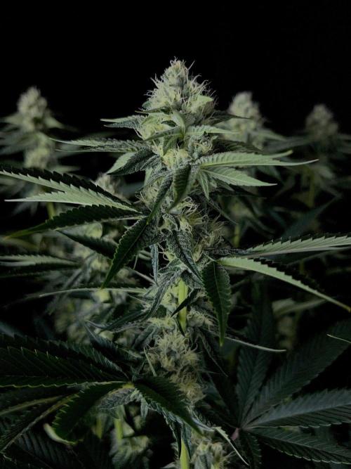 Rebel Grown in My Town. Week 11