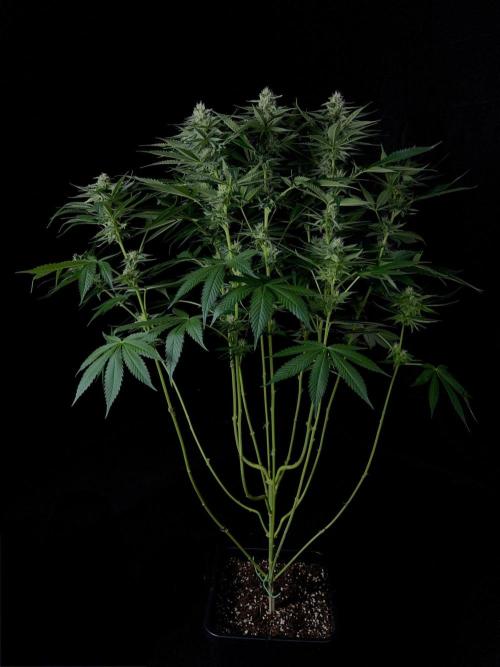 Rebel Grown in My Town. Week 11