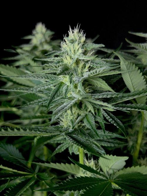 Rebel Grown in My Town. Week 11