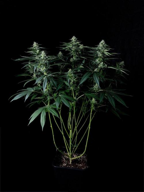 Rebel Grown in My Town. Week 11