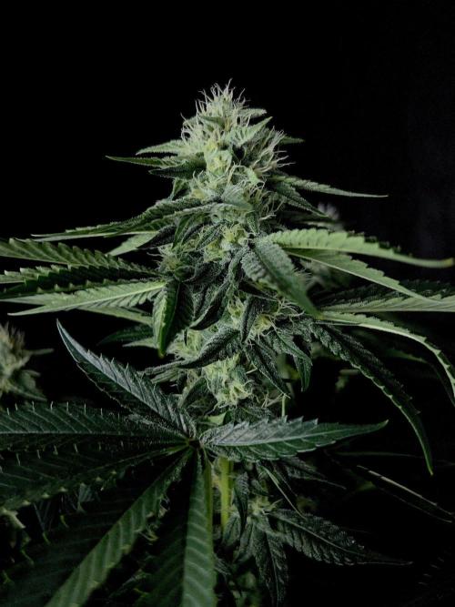 Rebel Grown in My Town. Week 11