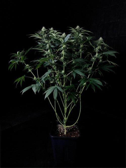 Rebel Grown in My Town. Week 11