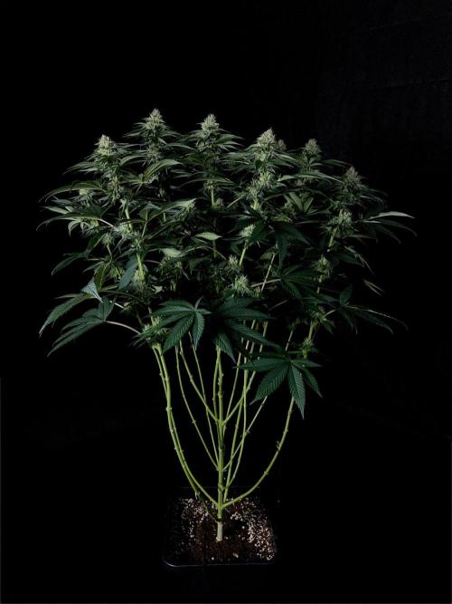 Rebel Grown in My Town. Week 11