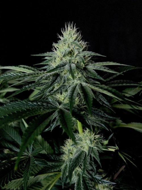 Rebel Grown in My Town. Week 11