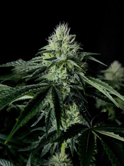 Rebel Grown in My Town. Week 11