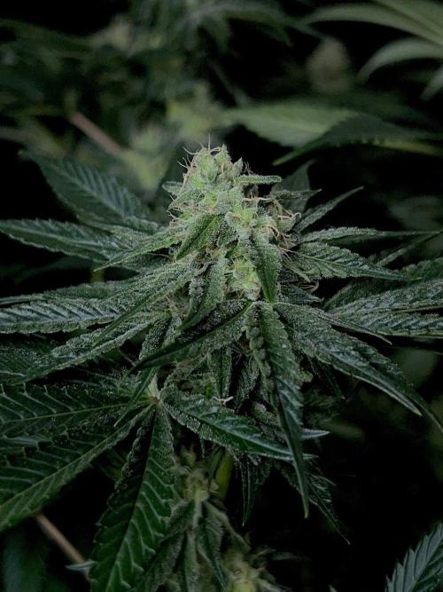 Rebel Grown in My Town. Week 11