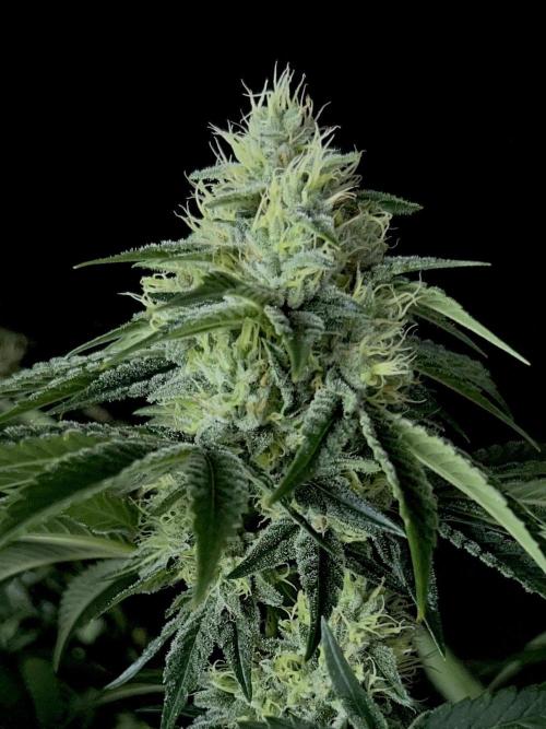 Rebel Grown in My Town. Week 12