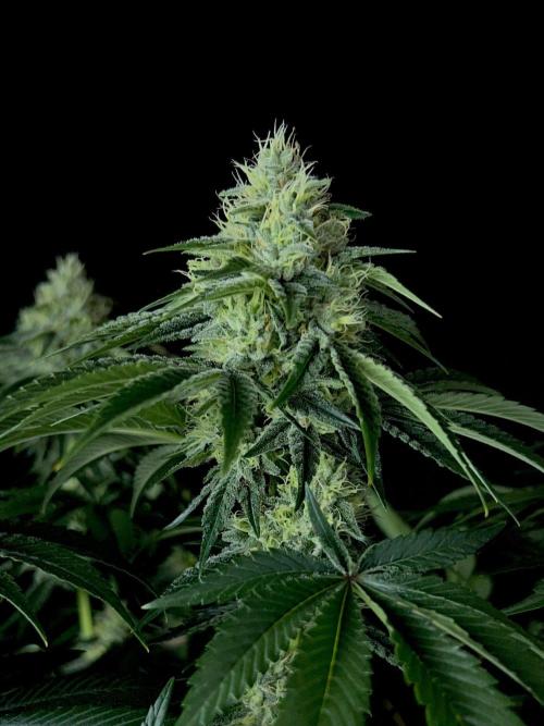 Rebel Grown in My Town. Week 12