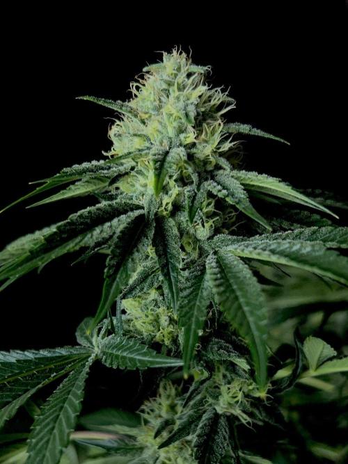 Rebel Grown in My Town. Week 12
