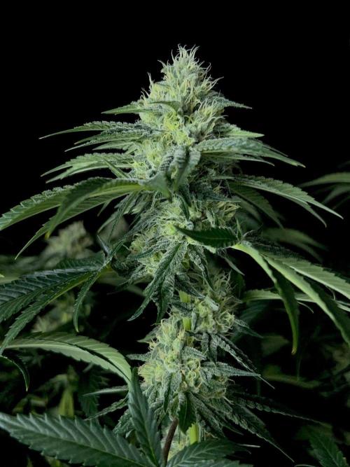 Rebel Grown in My Town. Week 12
