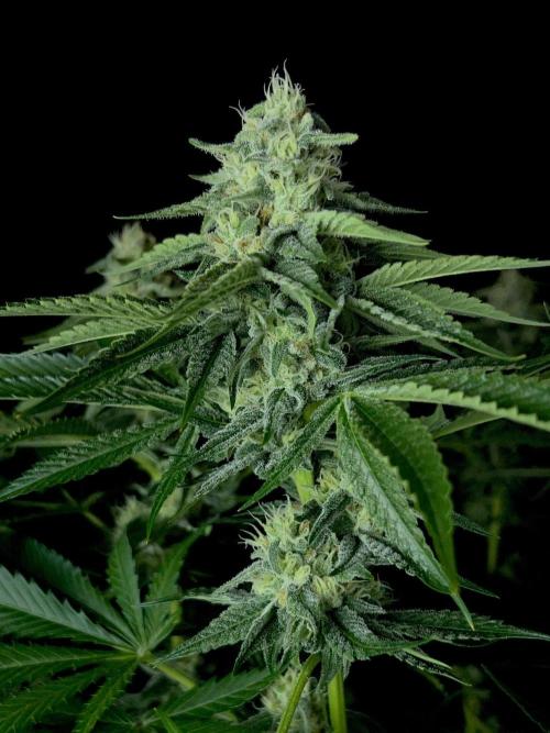 Rebel Grown in My Town. Week 12