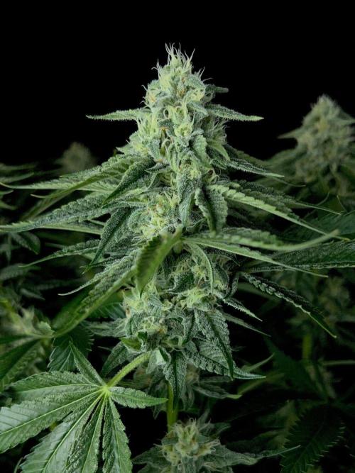 Rebel Grown in My Town. Week 12