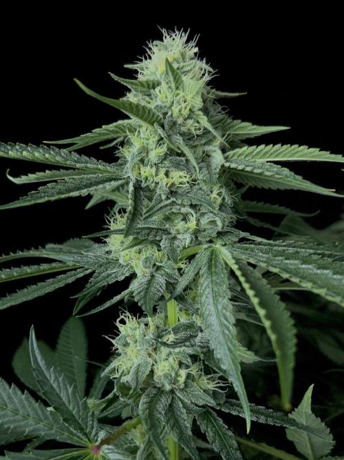 Rebel Grown in My Town. Week 12