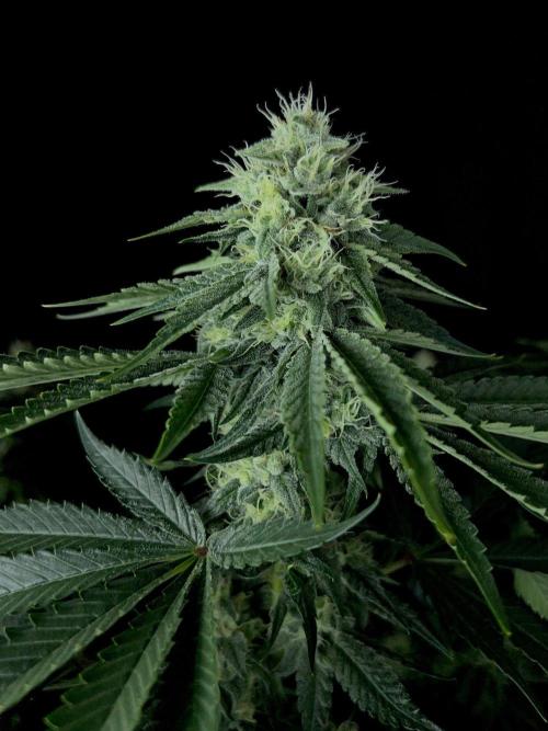 Rebel Grown in My Town. Week 12