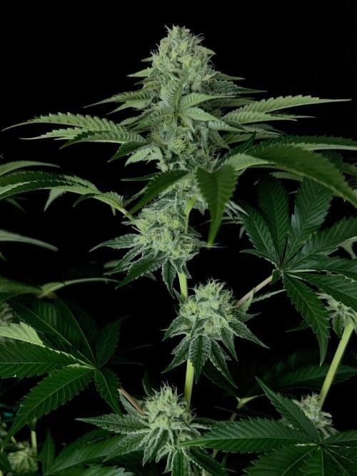 Rebel Grown in My Town. Week 12