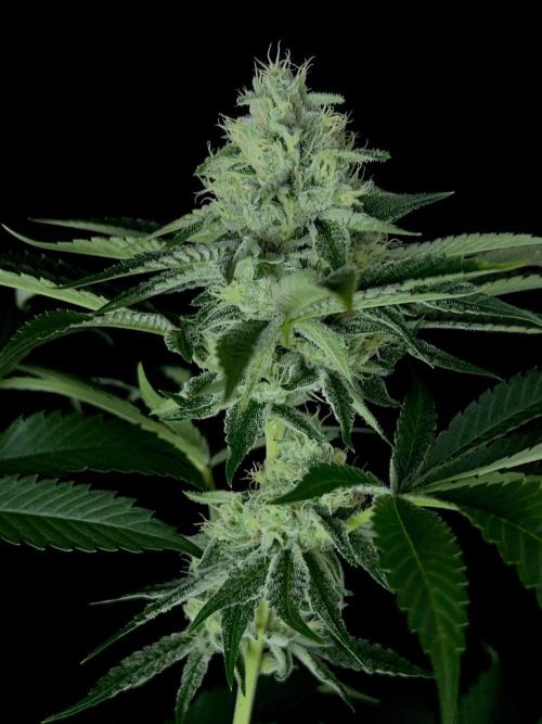 Rebel Grown in My Town. Week 12