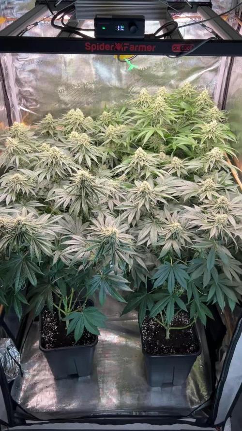 Rebel Grown in My Town