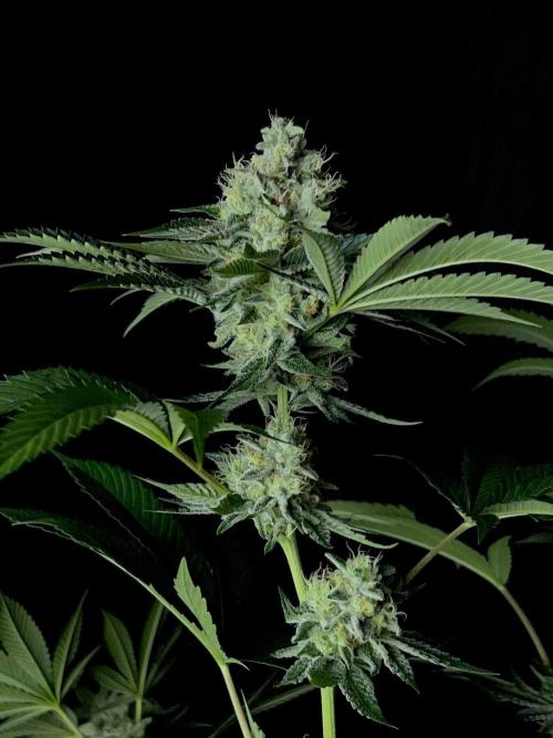 Rebel Grown in My Town. Week 13
