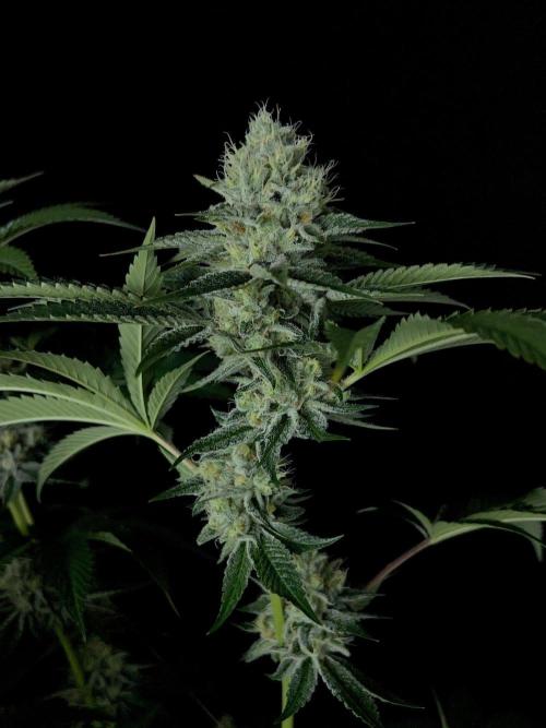 Rebel Grown in My Town. Week 13