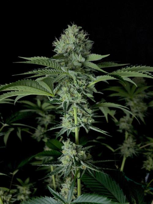 Rebel Grown in My Town. Week 13