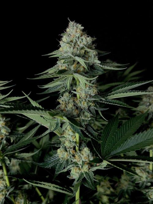 Rebel Grown in My Town. Week 13