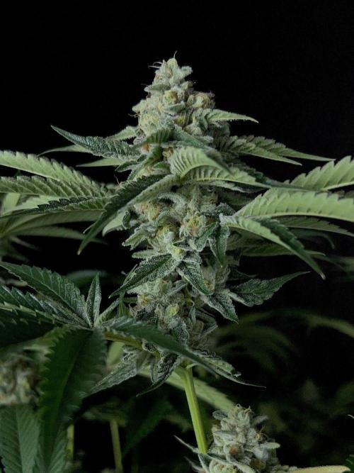 Rebel Grown in My Town. Week 13