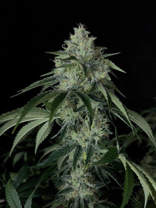 Rebel Grown in My Town. Week 13