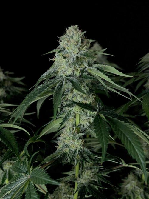 Rebel Grown in My Town. Week 13
