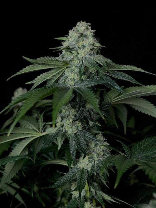 Rebel Grown in My Town. Week 13