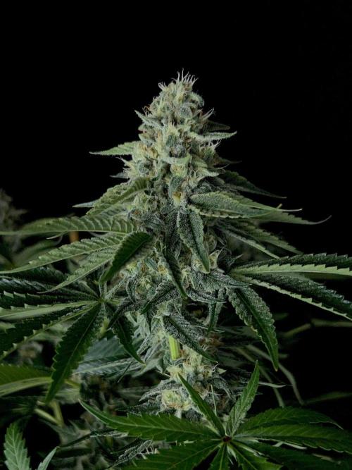 Rebel Grown in My Town. Week 13