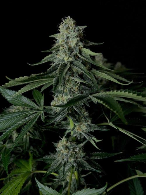 Rebel Grown in My Town. Week 13