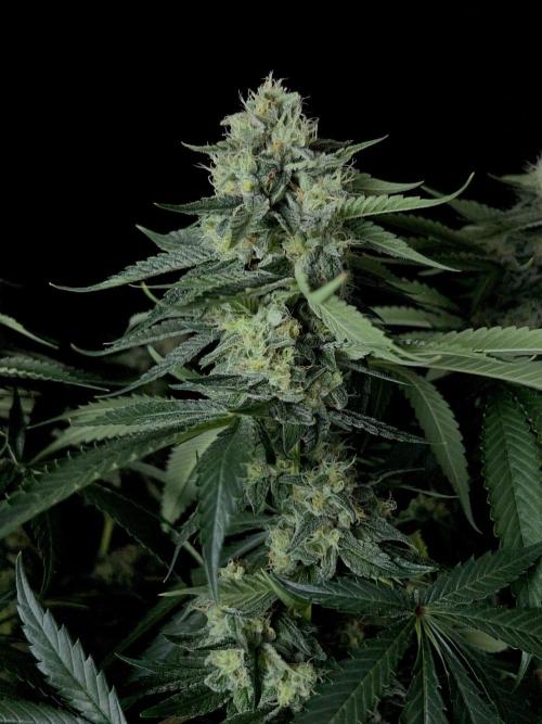 Rebel Grown in My Town. Week 13