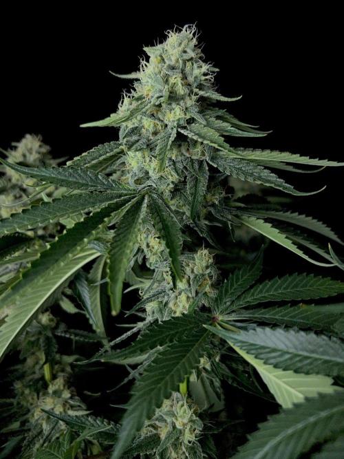 Rebel Grown in My Town. Week 13