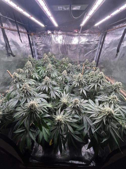 Rebel Grown in My Town. Week 13