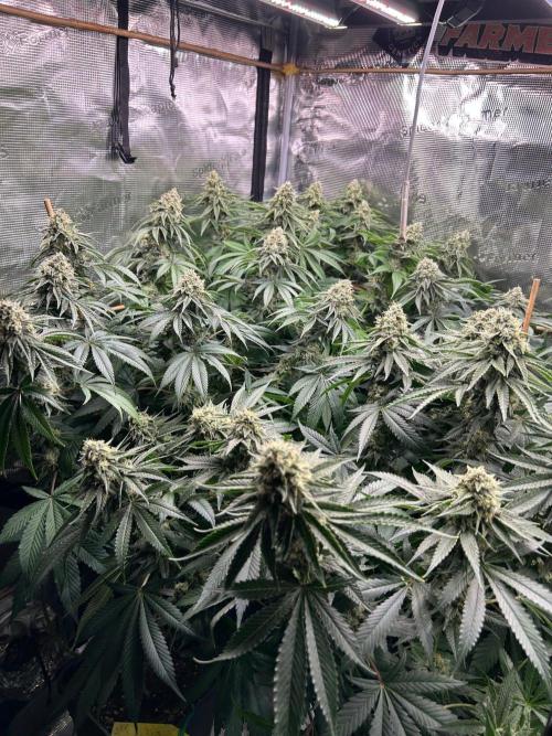 Rebel Grown in My Town. Week 13