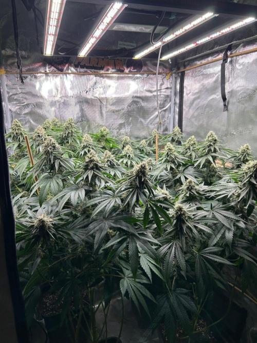 Double OG Sour #2 x Double OG Chem. Week 13