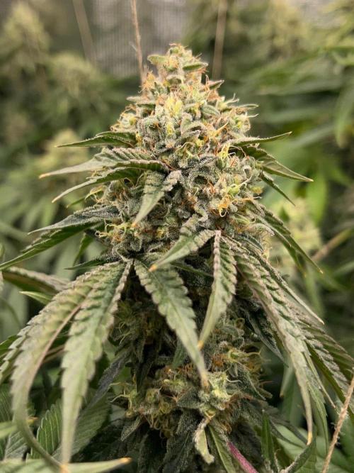 Rebel Grown in My Town. Week 14
