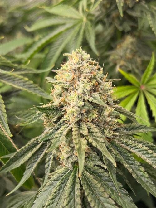 Rebel Grown in My Town. Week 14