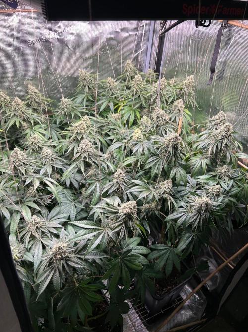 Rebel Grown in My Town. Week 14