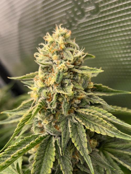Rebel Grown in My Town. Week 14