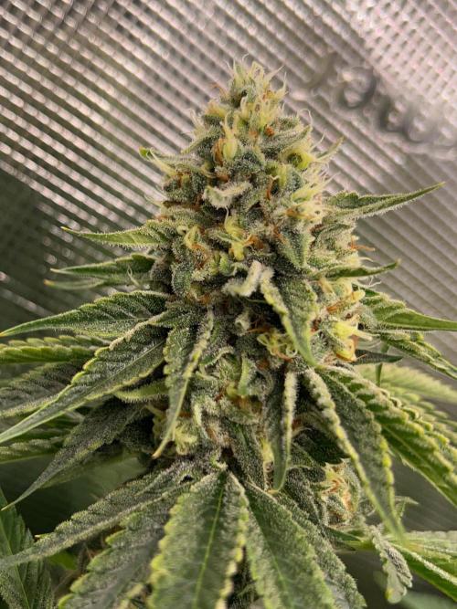 Rebel Grown in My Town. Week 14
