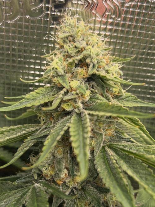 Rebel Grown in My Town. Week 14
