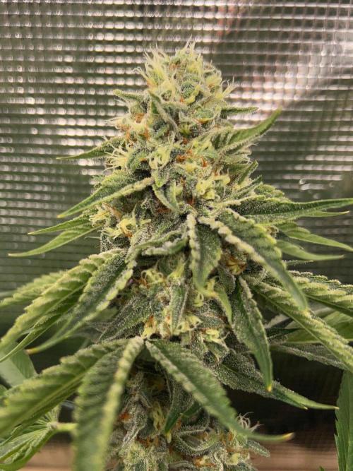 Rebel Grown in My Town. Week 14