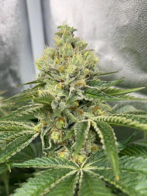 Rebel Grown in My Town. Week 14