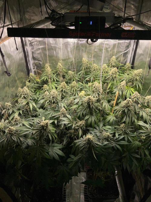 Rebel Grown in My Town. Week 14