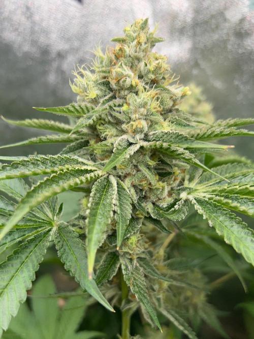 Rebel Grown in My Town. Week 14