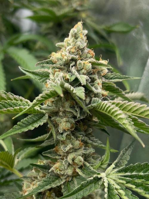 Rebel Grown in My Town. Week 14