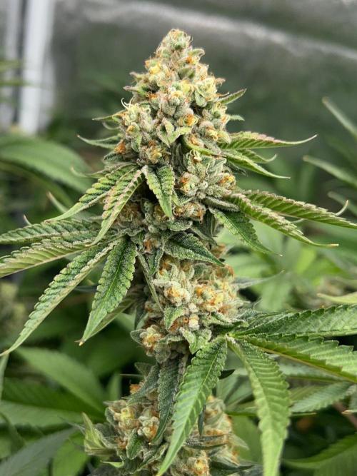 Rebel Grown in My Town. Week 14