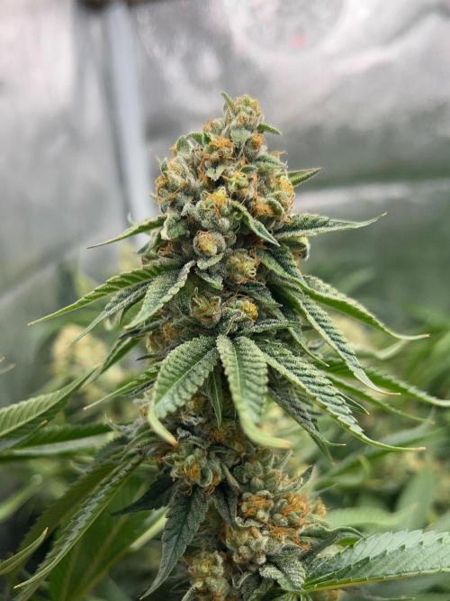 Rebel Grown in My Town. Week 14